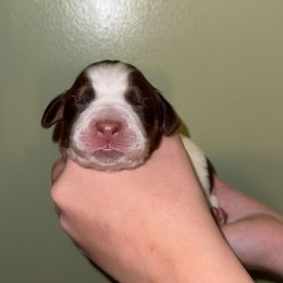 Petunia - Liver white and tan female English Springer Spaniel puppy in Williston, Florida from Parks Paradise Springers