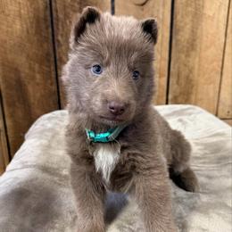Turquoise DL - Isabella male German Shepherd puppy in Terra Alta, West Virginia from Shepherd Country Farm and Kennels