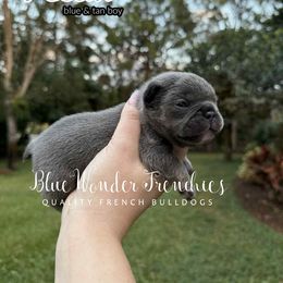 Pecan - Tricolors male French Bulldog puppy in Loxahatchee, Florida from Blue Wonder Frenchies