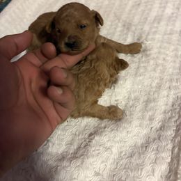 Pekingese and Poodle Puppies from Dogs lovers