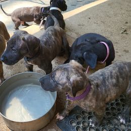 Great Dane Puppies from Grant’s Gorgeous Greats