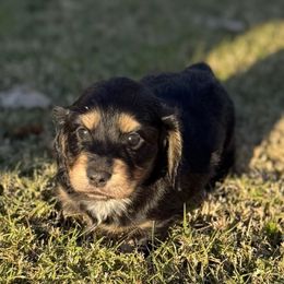 Candy - Black and cream female Dachshund puppy in Buckeye, Arizona from Ryder's Roundup