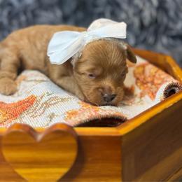 Robin - Red female Cavapoo puppy in Waldron, Arkansas from Kay’s Cutie Poos
