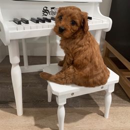Cavapoo Puppies from SoCal Cavapoos