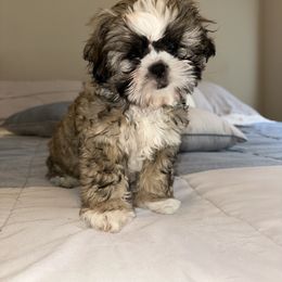 Cockapoo, Cocker Spaniel, Poodle, Shih Tzu, Shorkie, and Yorkipoo Puppies from Christina’s Puppy Utopia