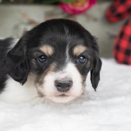 Brady - Black and cream male Dachshund puppy in Barnesville, Pennsylvania from Dachsy