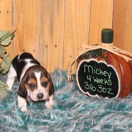 Mickey - Black white and brown female Basset Hound puppy in Dover, Arkansas from S&S American Bassets