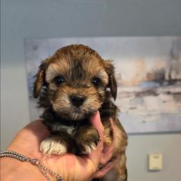 Freedom - Black & tan tri-color female Maltipoo puppy in Sedro Woolley, Washington from Absher Ranch