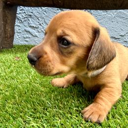 White collar sable girl - Sable female Dachshund puppy in Orlando, Florida from Weiner Wunderland of Central Florida