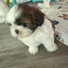 Deja - Tricolor female Shih Tzu puppy in Filer, Idaho from Shih Tzu Kennels