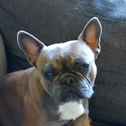 Kringle - French Bulldog