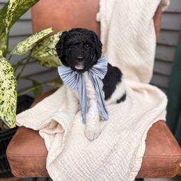 Snowdrop - Black and white female Bernedoodle puppy in Buda, Illinois from Hamilton Farm Doodles