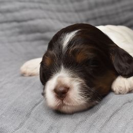 Australian Labradoodle Puppies from Frosty Hill Australian Labradoodles