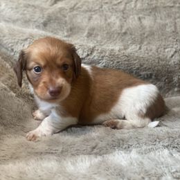Rusty - Piebald male Dachshund puppy in Richmond, Virginia from Paw Prints