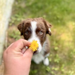 Singed - Red & white male Australian Shepherd puppy in Cumberland, Rhode Island from Relic