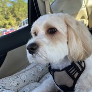Cavachon, Cavalier King Charles Spaniel, and Cocker Spaniel All Grown Up from Walnut Grove Cavaliers