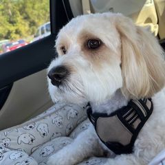 Cavachon, Cavalier King Charles Spaniel, and Cocker Spaniel All Grown Up from Walnut Grove Cavaliers