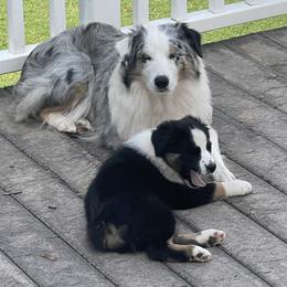 Australian Shepherd Puppies from Lil Klimuk's Australian Shepherds