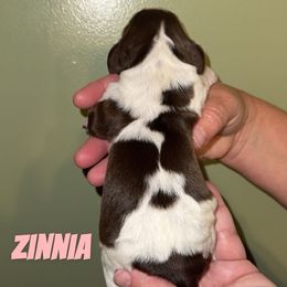 Zinnia - Liver white and tan female English Springer Spaniel puppy in Williston, Florida from Parks Paradise Springers