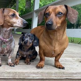 Dachshunds from J & K Miniature Dachshunds