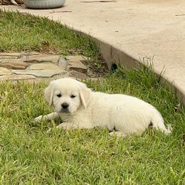Goldendoodle and Golden Retriever Puppies from SSC Golden Retreivers