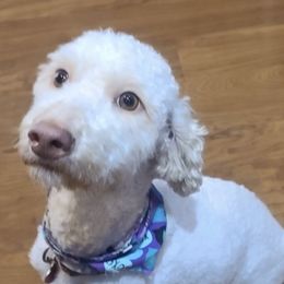 Goldendoodles from Jolley Goldendoodles