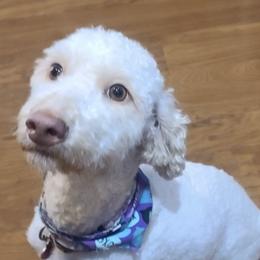 Goldendoodles from Jolley Goldendoodles