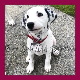 Dalmatian Puppies from Rainier DALS LUA Dalmatians of Washington