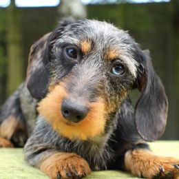 Spencer - Dachshund