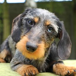 Spencer - Dachshund