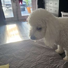 Paris Haven Clark - Bichon Frise