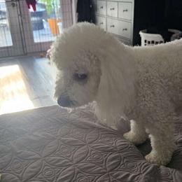 Paris Haven Clark - Bichon Frise