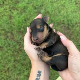Boone - Cream male Dachshund puppy in Ecru, Mississippi from Toddy Kennels