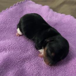 Bull - Parti female Yorkshire Terrier puppy in Laughlin, Nevada from Dani’s Yorkie’s