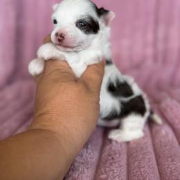 Angel - White and chocolate female Chinese Crested puppy in Aberdeen, Idaho from Willow Creek Cresteds