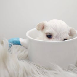 Companion Cross, Mal-Shi, Maltese, Maltipoo, Morkie, and Shih Tzu Puppies from Seeking Shalom Acres Maltese, Maltipoos & Havamalts