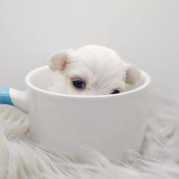 Companion Cross, Mal-Shi, Maltese, Maltipoo, Morkie, and Shih Tzu Puppies from Seeking Shalom Acres Maltese, Maltipoos & Havamalts