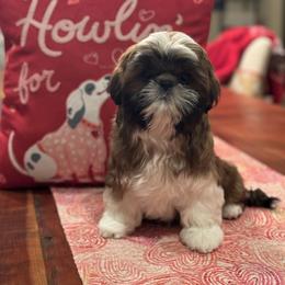 Shih Tzu Puppies from Chrysanthemum Creek