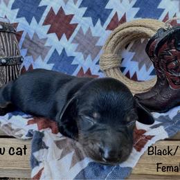 Pillow-Cat - Black and tan female Dachshund puppy in Duncan, Arizona from Bootheel Doxies