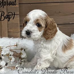 Sprout - Buff and white male Cockapoo puppy in Payson, Utah from Crandall’s Doodle Barn