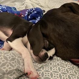 Boston Terrier Puppies from Lola’s House of Bostons & Rescue