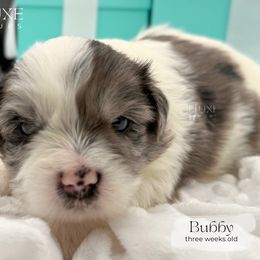Bubby - Merle male Shorkie puppy in Scottsdale, Arizona from Lil Luxe Pups