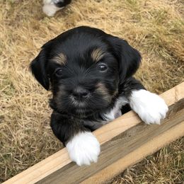Havanese Puppies from Hoodview Havanese
