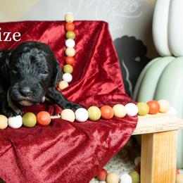 Maize - Black female Poodle puppy in Spring Branch, Texas from Mezzo Poodles