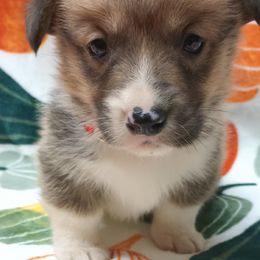 Pembroke Welsh Corgi Puppies from Episode Corgis