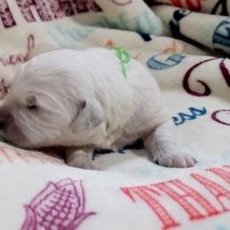 Mr. Green - Light golden male Golden Retriever puppy in Campton, Kentucky from ElkRidge Goldens