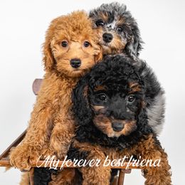 Cockapoo and Goldendoodle Puppies from My Forever Best Friend