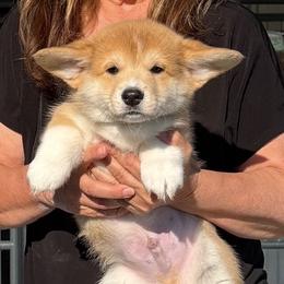Blue Collar Male - Sable male Pembroke Welsh Corgi puppy in Victoria, Texas from Clear Creek Corgis