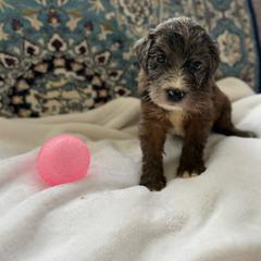 Girl 2 - Merle female Whoodle puppy in Sebastian, Florida from Perri’s Whoodles
