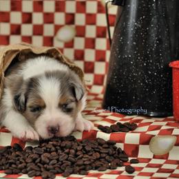 Australian Shepherd Puppies from Dovehawk Australian Shepherds